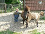 Streichelpony und Ziege